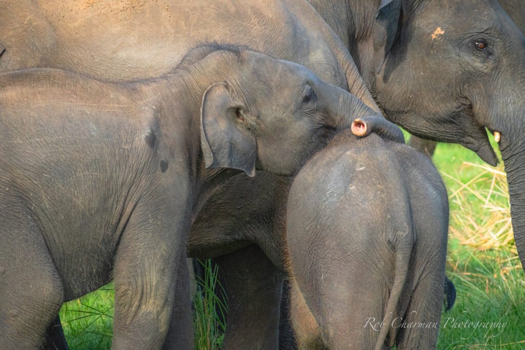 4 Sri Lankan elephants huddled together in the herd. 